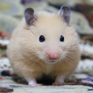 呆萌宠物仓鼠自家饲养 纯色米熊 熊孩子  (另有稀有色熊崽) 新品上架