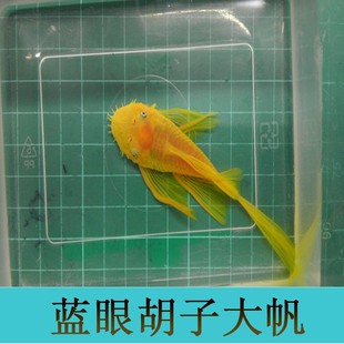 蓝眼大帆胡子 鱼苗 除藻高手 黑壳虾缸必备 樱花虾缸必备 新品上架$