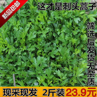 正宗刺头蒿子 纯天然野生蒿子蒿子粑粑原材料两斤装1000g全国包邮