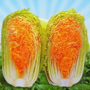 红心白菜种子 红芯小白菜种子 高端火锅菜 新品上架