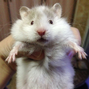 眼线臭鼬雨点陨石假面类稀有色仓鼠 金丝熊 新品上架 ￥ 80.0 ￥80