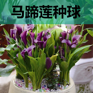 彩色马蹄莲种球根 荷兰进口观花植物花卉 马蹄莲种根 当年开花 新品