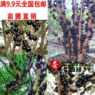 正宗台湾 葡萄苗葡萄树苗 树葡萄嘉宝果-果苗盆栽 果树苗当年结果