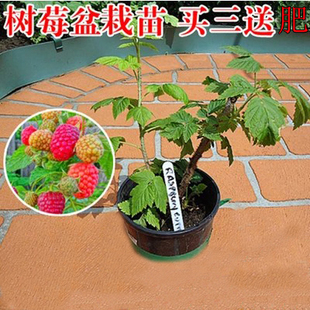 批发果树苗 s树莓苗 红树梅黑树莓/黄树莓 南方北方种植当年结果 新品
