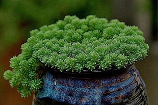 薄雪万年青 草矶小松 护盆草 有根 冠幅约5cm 多肉植物 拼盘首选 新品