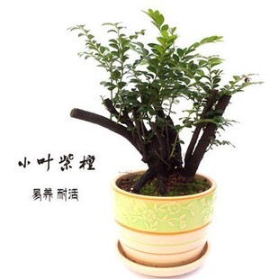 实拍稀有珍稀树种小叶紫檀木黑骨茶黑檀香木盆景盆栽高档树桩盆景图片