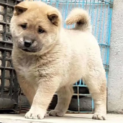 土猎犬幼犬纯种土猎犬幼崽中华田园犬纯种土狗广西大头虎斑犬猎犬
