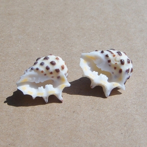 小海星海螺贝壳