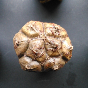 禅悦缘 精挑滴血莲花原籽菩提子野菠萝多瓣莲花座连体精品单颗 大