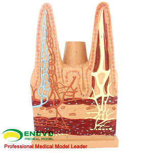 enovo颐诺医学用人体小肠绒毛解剖模型消化系统模型医用生物教学
