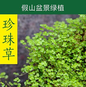 吸水石上水石盆景假山珍珠草植物金钱麻 陆地生小草绿植攀爬喜水