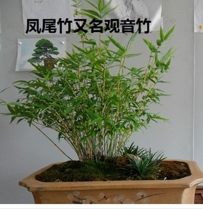 凤尾竹盆栽米竹 丛生矮小微型假山物 观音竹室内迷你竹子