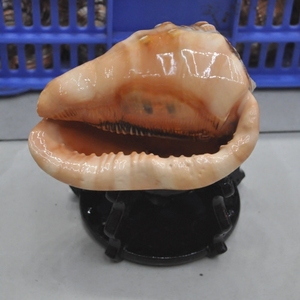 超值热卖深海贝壳海螺四大名螺之一万宝螺包木架风水家居店铺装饰