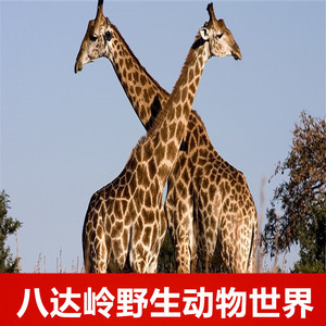 [八达岭野生动物世界-大门票]北京八达岭野生动物园电子票