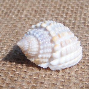 小海螺 玉莹织纹螺 2cm左右 工艺品 海螺贝壳 海星珊瑚 地台鱼缸