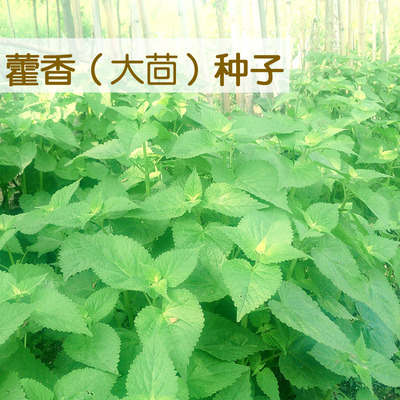 藿香叶图片五香叶,藿香图片植物图片,藿香叶图片(第2页)_大山谷图库