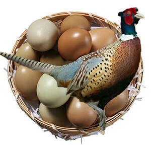 七彩山鸡蛋30枚一盒正宗农家散养纯粮喂养野鸡蛋土鸡蛋菜鸡蛋