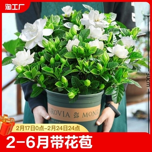 栀子花盆栽花卉植物室内阳台水培绿植大树苗四季好养客厅富贵桌面