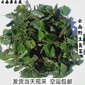 臭菜   云南特产野菜新鲜蔬菜  斑鸠菜   云南臭菜  全国空运包邮