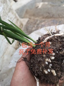 秦岭惠兰龙根龙蛋苗兰花兰草蕙兰矮种盆栽盆景观赏花卉包邮