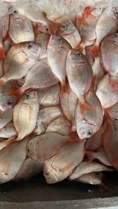 海鲜鲜活水产赤棕鱼海捕鱼新鲜海立鱼海鱼赤七5-7条/斤规格 3斤装