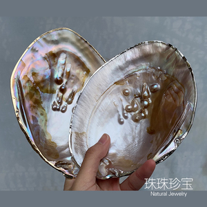 天然淡水贝壳珍珠蚌壳抛光打磨饰品工艺品 鱼缸水族造景创意盘子