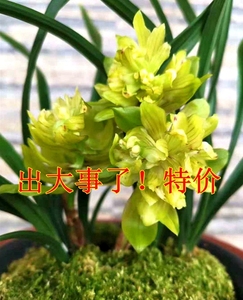 直销价兰花春兰黄金牡丹九仙牡丹花开浓香盆栽植物 阿里巴巴找货神器 直销价兰花春兰黄金牡丹九仙牡丹花开浓香盆栽植物 阿里巴巴找货神器