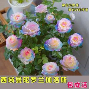 【稀有品种】浓香型四季开花新款玫瑰花苗盆栽花卉室内外观花月季