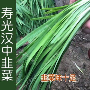 韭菜根苗现挖包活 茎杆粗壮春夏秋四季播蔬菜籽 高产种子易种植孑