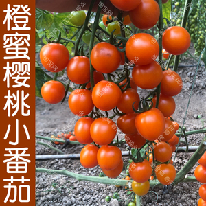 橙蜜樱桃小番茄种子 春秋季橙色西红柿水果蔬菜籽 酸甜可口盆栽孑