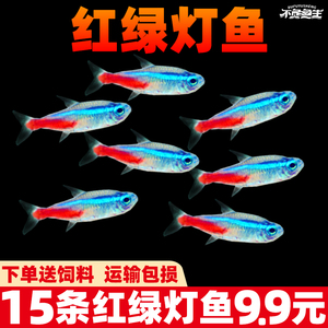 红绿灯鱼大号宝莲灯鱼钻石灯鱼小型热带鱼淡水灯科鱼苗彩色观赏鱼