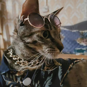 防晒墨镜抖音同款猫咪拍照蓝猫时尚眼镜暹罗无毛猫沙滩装酷太阳镜