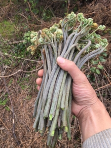 野生新鲜蕨菜农家采摘现摘紫蕨菜正宗天然野菜纯天然时令蔬菜一斤