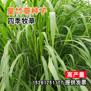 四季种植新型皇竹草子种孑甜象草种养殖畜牧多年生种子品种皇竹