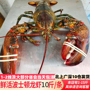 鲜活波士顿龙虾海鲜水产进口10超特大澳洲澳大利亚青龙虾15斤顺丰