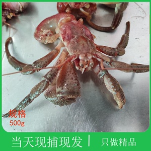 大连海鲜特产鲜活虾怪贝类食用天然野生小螃蟹椰子蟹大寄居蟹海怪