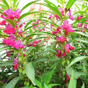 茶花凤仙花种子四季播种开花阳台盆栽庭院花卉种子七彩指甲花种籽