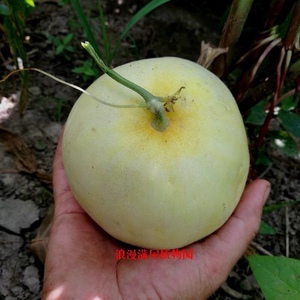 农家传统白皮香瓜 甜瓜种子瓜果蔬果家庭  老种子非转基因 可留种