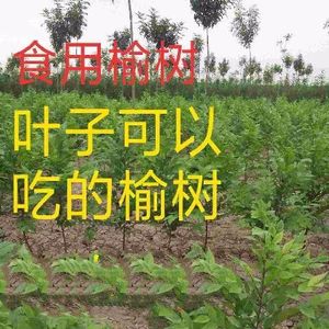 榆树苗 榆树小苗 白榆家榆 食用榆钱树 绿化树 庭院 绿化工程树苗