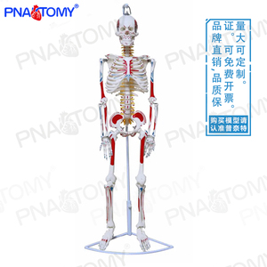 85cm医用人体骨骼模型神经肌肉起止点可弯曲骨架可拆卸小针刀瑜伽