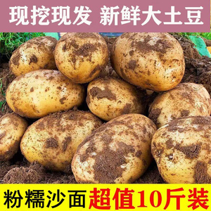 黄心土豆新鲜新土豆黄皮土豆特产价洋芋马铃薯黄肉土豆包邮5/10斤