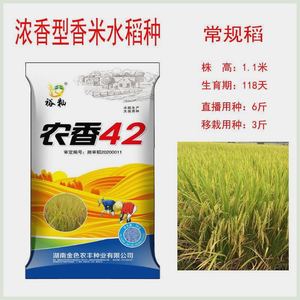 长粒香米谷种 农香42水稻种子 优质常规稻种矮杆抗倒晚稻种子 2斤