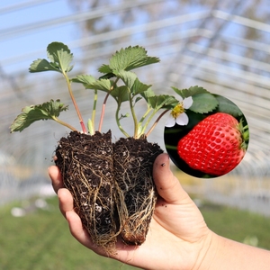穴盘脱毒牛奶草莓苗四季结果南北方耐低温水果树种苗籽带原土批发