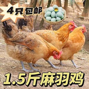一斤半活体鸡高产蛋鸡麻羽绿壳蛋鸡脱温鸡苗绿壳蛋鸡小苗包活到家