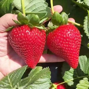 耐高温奶油四季草莓苗加仑盆【原盆原土】南北方种植