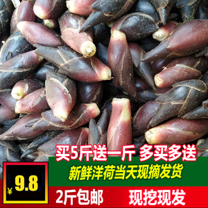 洋荷姜阳何茗荷蔬菜洋火阳荷现摘新鲜阳荷姜野菜洋荷姜野生洋藿 阿里巴巴找货神器