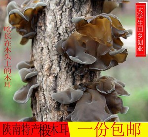 秦岭特产黑木耳陕南安康干货小碗耳野生椴木耳汉中无根小木耳500g