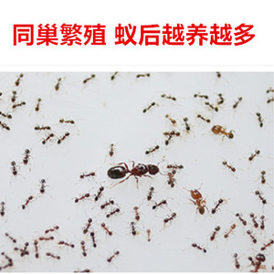 大头蚁 大头蚁品牌 价格 阿里巴巴