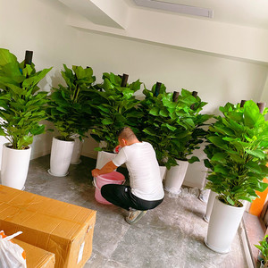 大叶绿萝大型室内绿植盆栽客厅办公室绿色植物花卉新房除甲醛成都