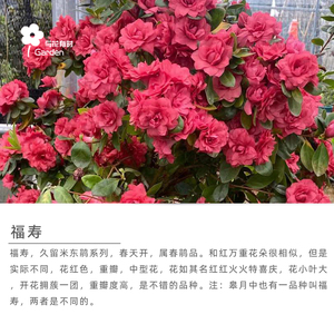 福寿日本九留米东鹃稀有杜鹃花卉盆栽大苗红万重四季常绿庭院阳台